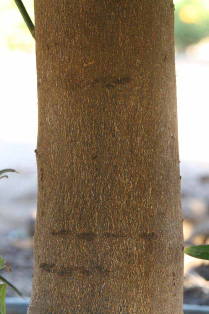              Bark (Riverside, CA)       